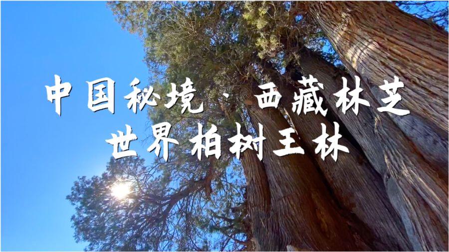 燃烧吧大脑免广告最新版